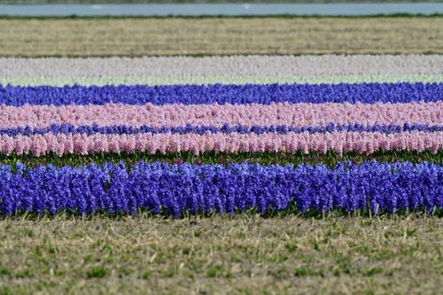 Free Beautiful rows of colorful hyacinths in Lisse, Zuid-Holland, showcasing nature's vibrant palette in spring. Stock Photo