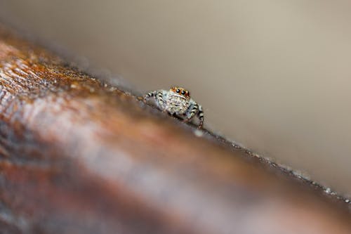 Jumping Spider