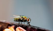 食物表面的特写宏照片中常见苍蝇，生动地展示了细节