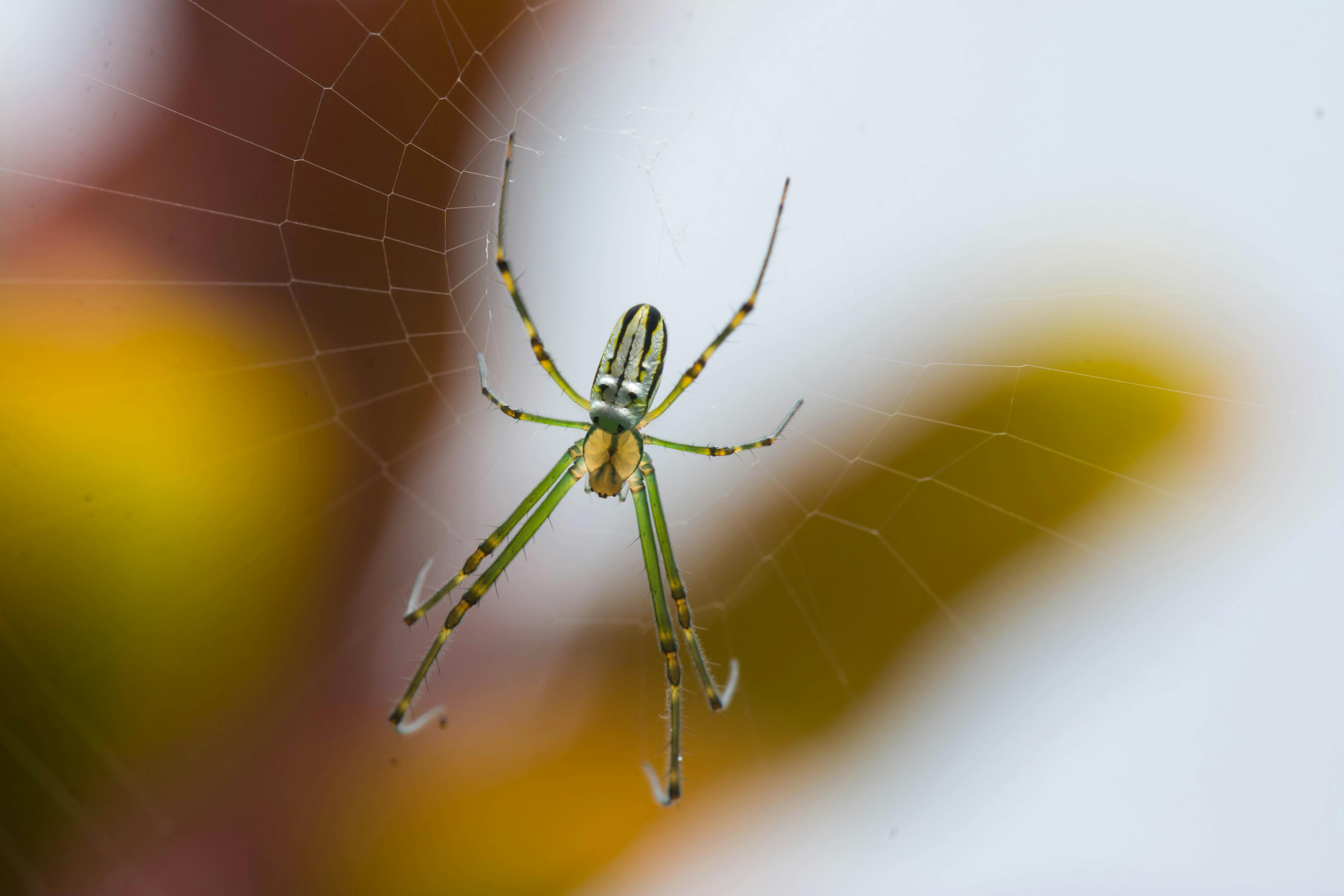 green and black spider on spider web in close up photography