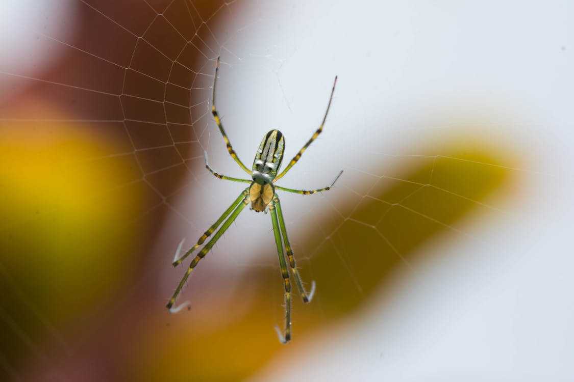 Free Green and Black Spider on Spider Web in Close Up Photography Stock Photo