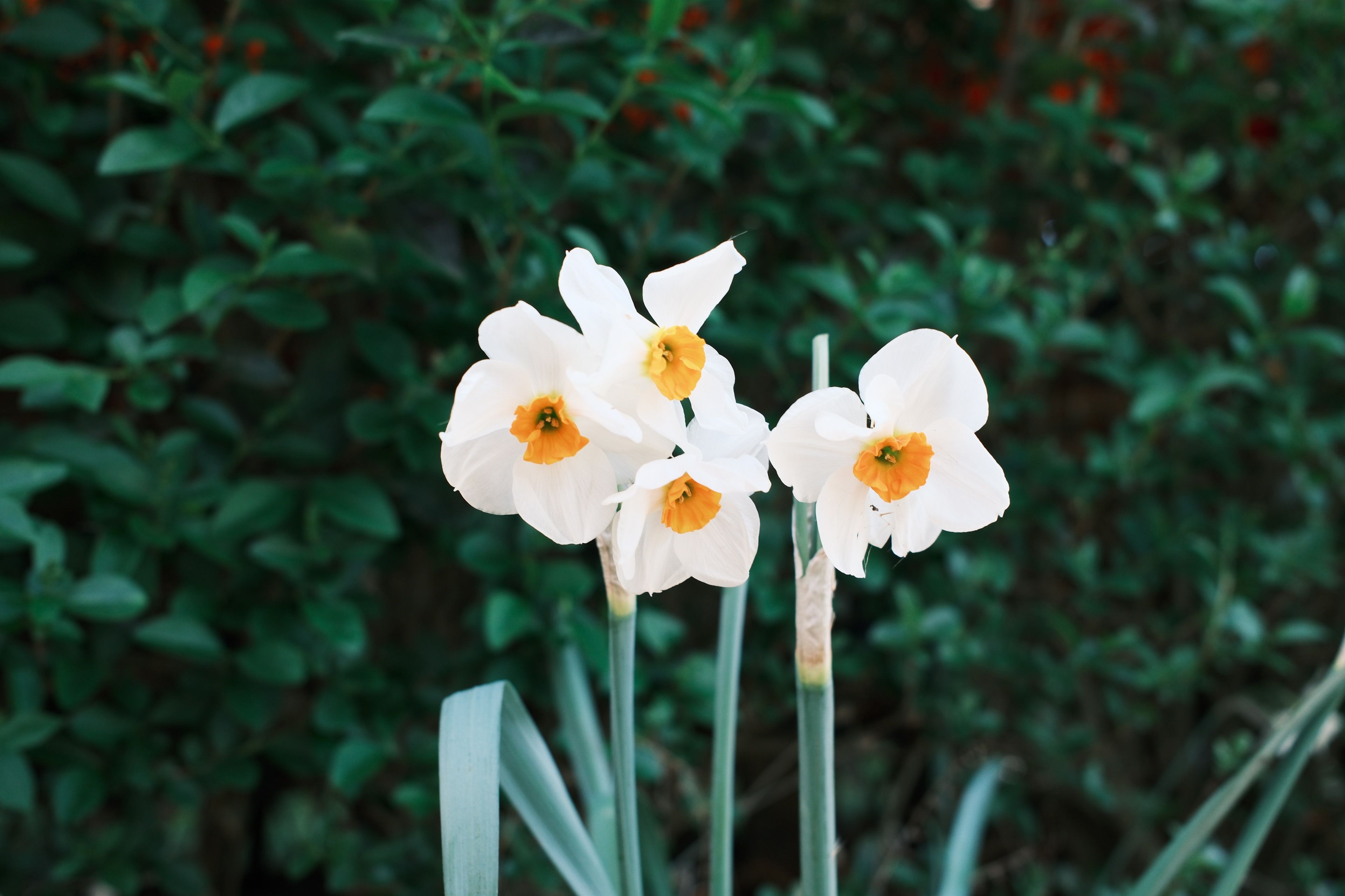 [ColoSach]-close-up-of-white-daffodils-with-green-foliage-background,-capturing-nature's-beauty.