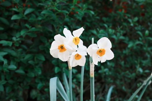 Close-up of white daffodils with green foliage background, capturing nature's beauty.