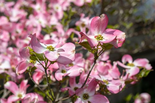 Free Close-up of beautiful pink dogwood flowers in full bloom under sunlight. Stock Photo