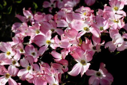 Free A close-up of beautiful pink dogwood flowers blooming in spring, capturing their vibrant colors. Stock Photo