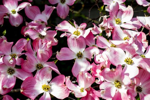 Free Vibrant pink dogwood flowers in full bloom captured on a sunny spring day in France. Stock Photo