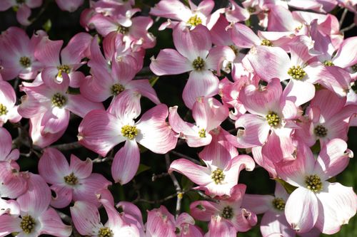 Free Stunning close-up of pink dogwood blossoms in full bloom in a French garden. Stock Photo