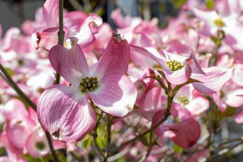 Free Beautiful close-up of pink dogwood flowers in full bloom during springtime in France. Stock Photo