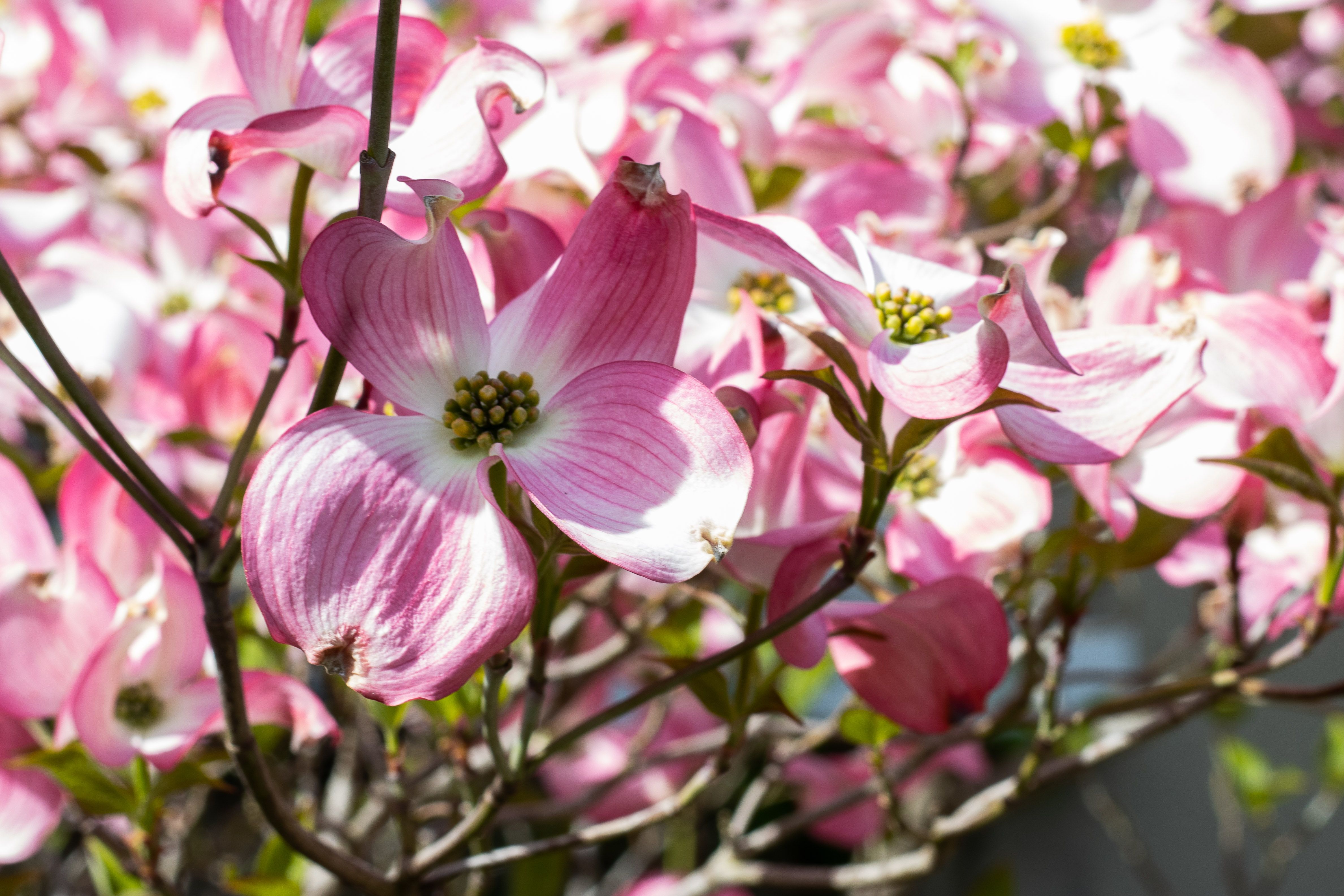 Vibrant Pink Dogwood Blooms in French Springtime · Free Stock Photo