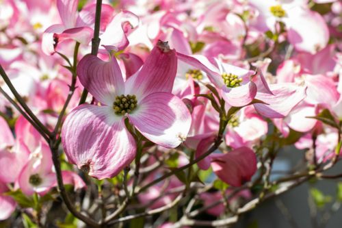 Free A close-up of pink Cornus flowers in full bloom during spring in France, showcasing vibrant colors. Stock Photo
