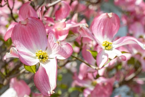 Free Close-up of beautiful pink dogwood flowers in sunlight, symbolizing spring in France. Stock Photo