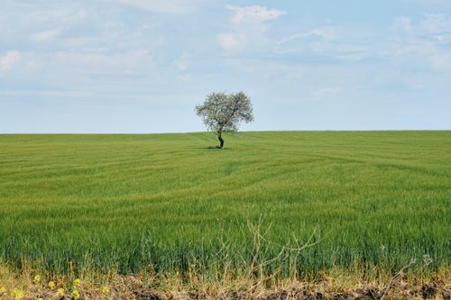 Free A single tree stands in a wide green field under a clear blue sky, capturing the essence of solitude and nature. Stock Photo