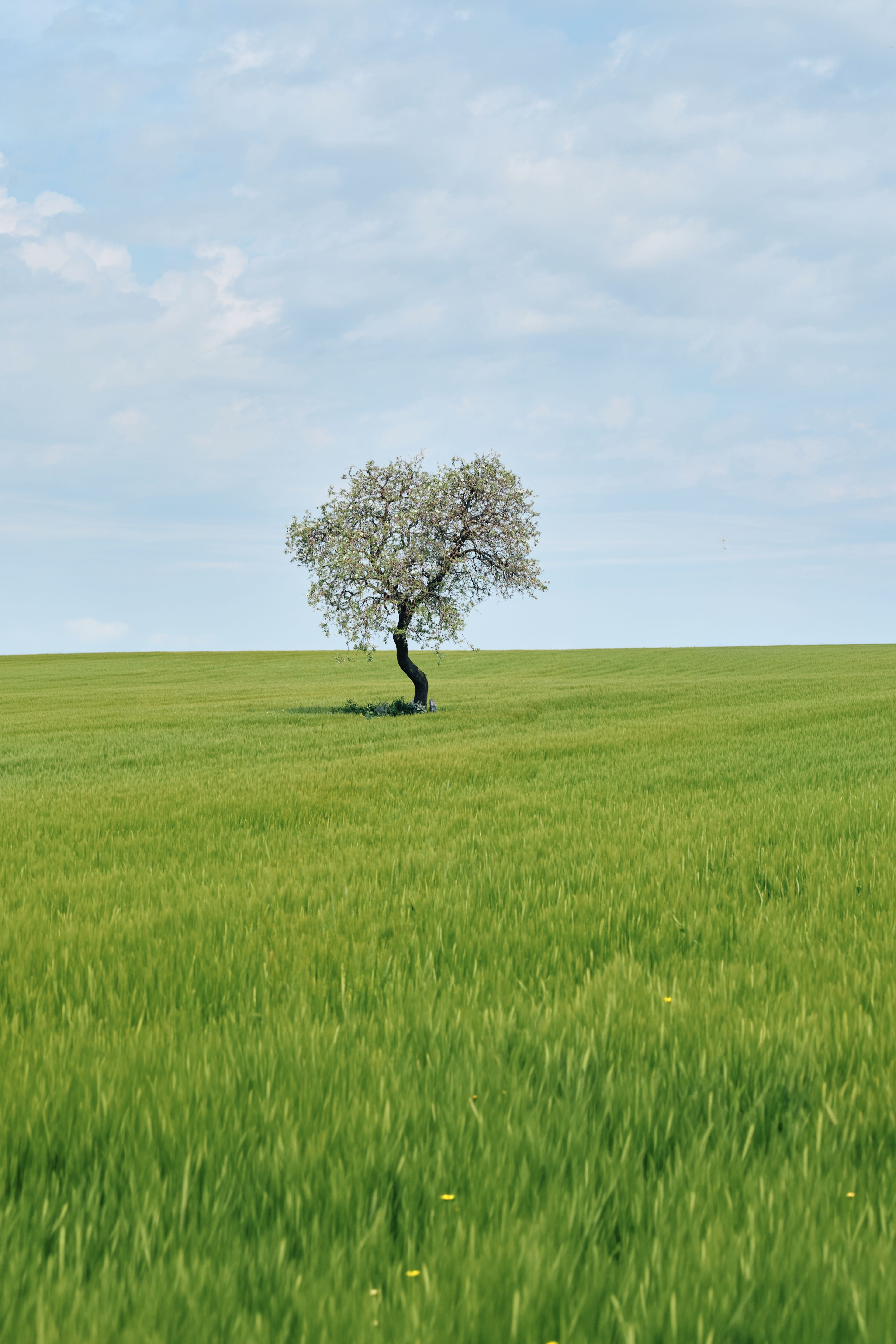 Lone Tree in Lush Green Field under Clear Sky · Free Stock Photo