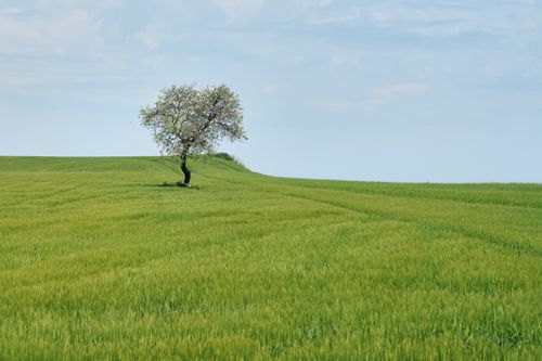 Free A lone tree stands majestically in a vast green field under a clear blue sky. Stock Photo