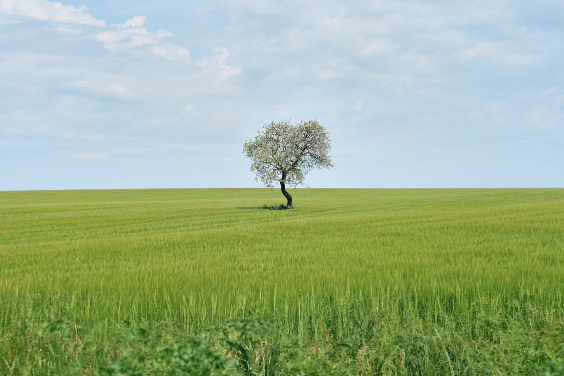 Solitary Tree in Green Field Under Blue Sky · Free Stock Photo