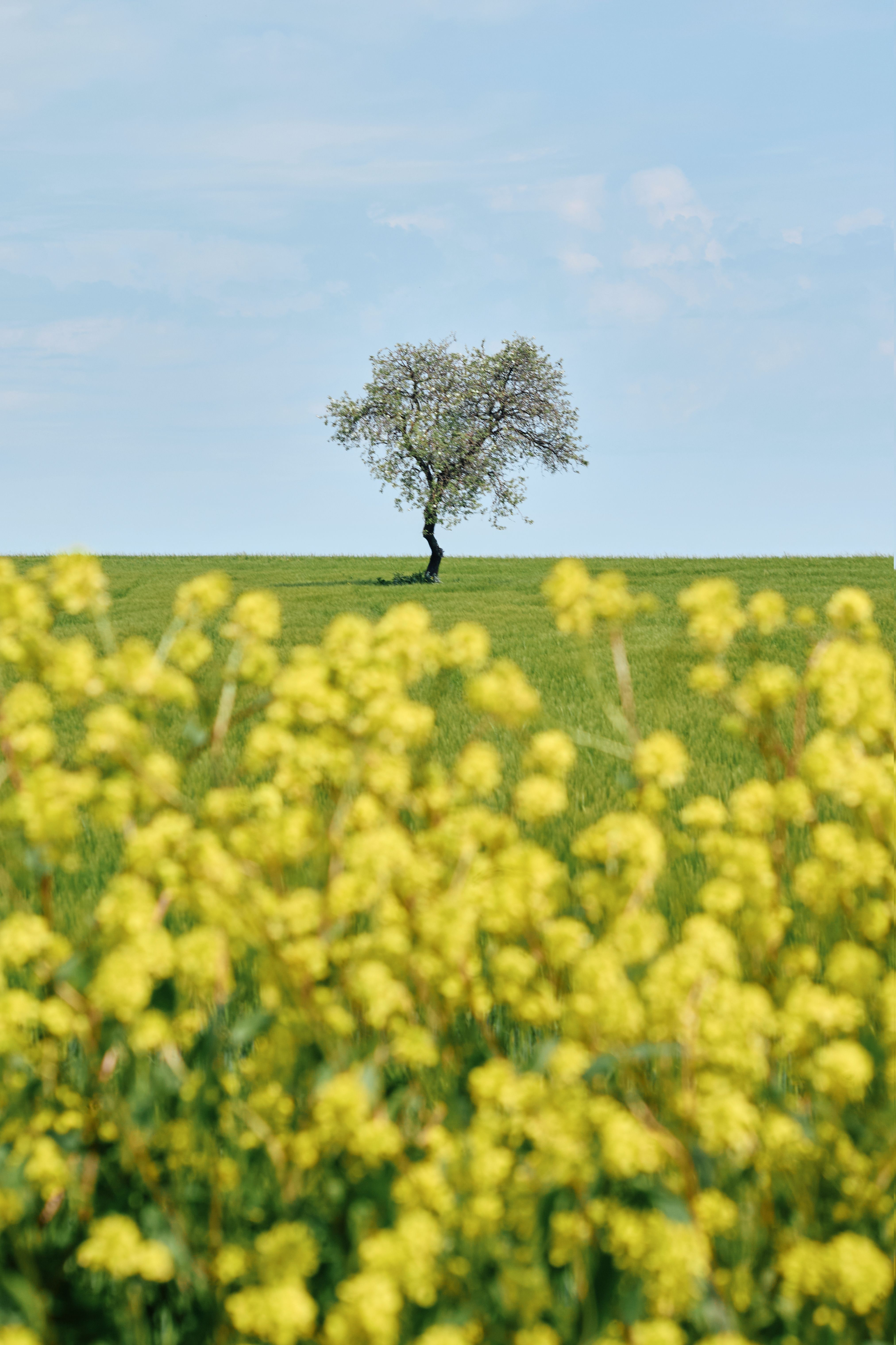 Solitary Tree in Blooming Spring Landscape · Free Stock Photo