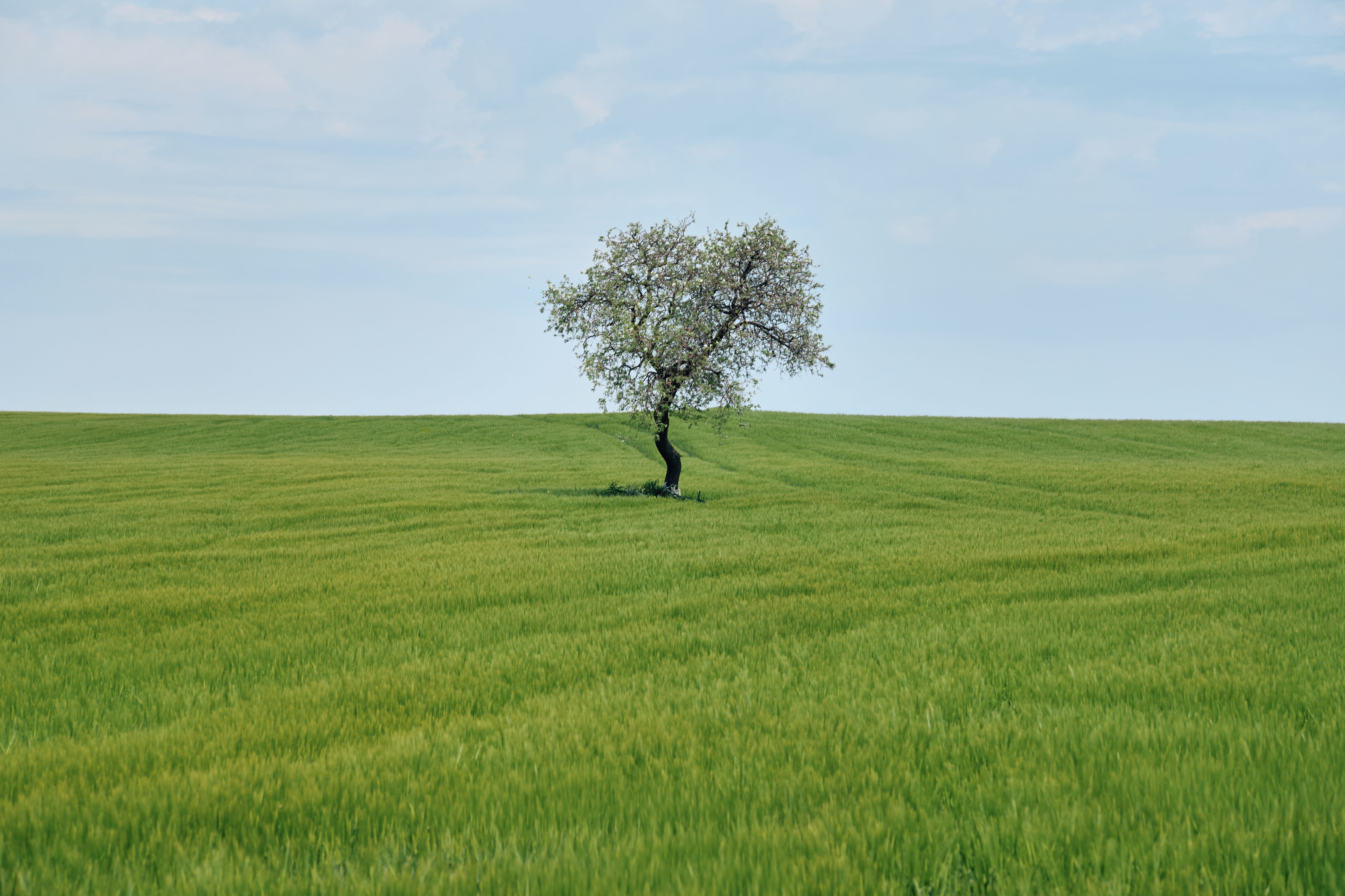 Solitary Tree in a Green Field Under Blue Sky · Free Stock Photo