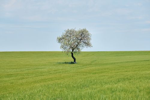 Free A blossom tree stands alone amid a vast green meadow, under a clear blue sky, capturing the essence of spring. Stock Photo