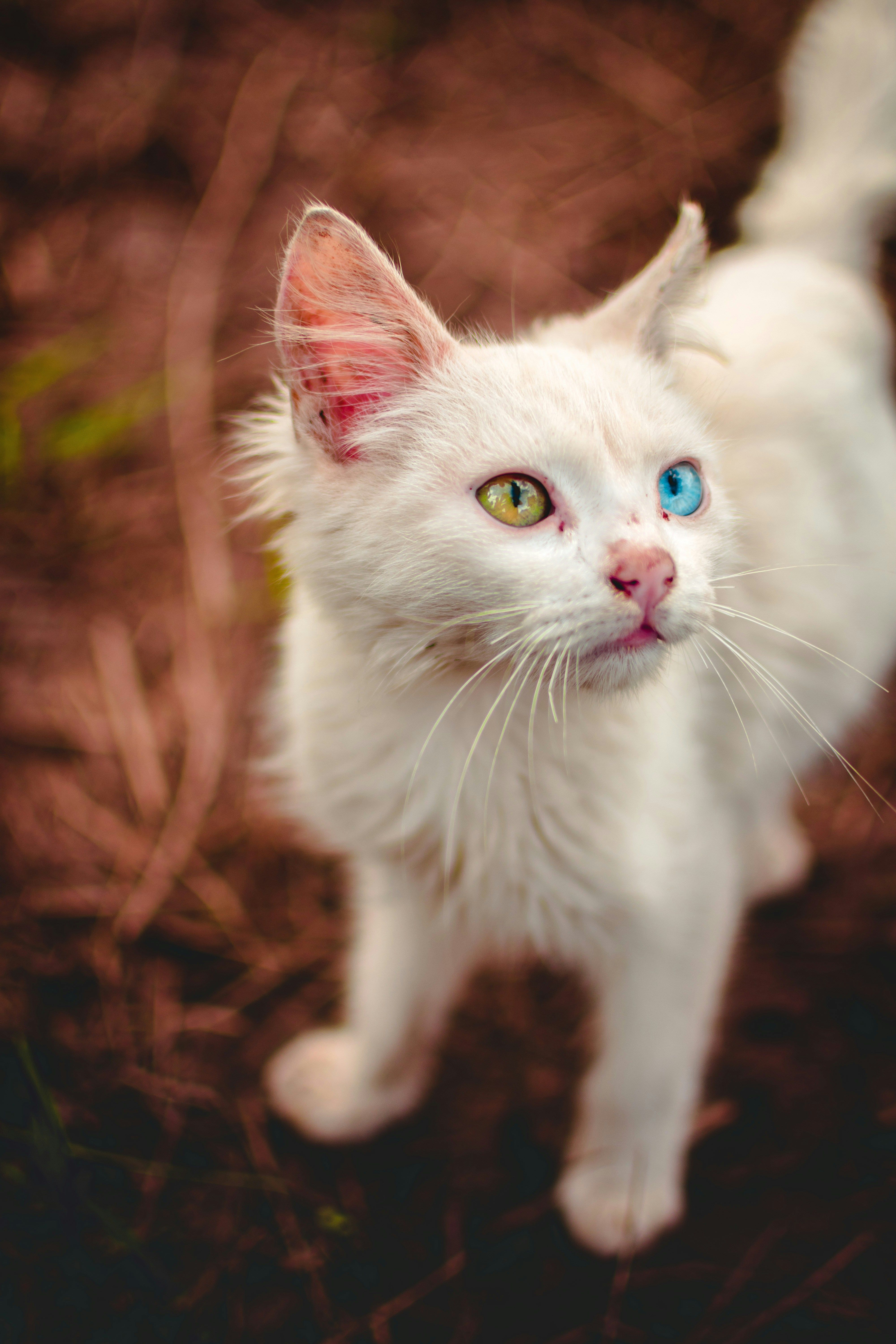 Charming white cat with heterochromia eyes exploring outdoors.