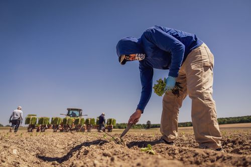 Free A farm worker tends to crops in a field under a clear blue sky, using a hand tool. Stock Photo