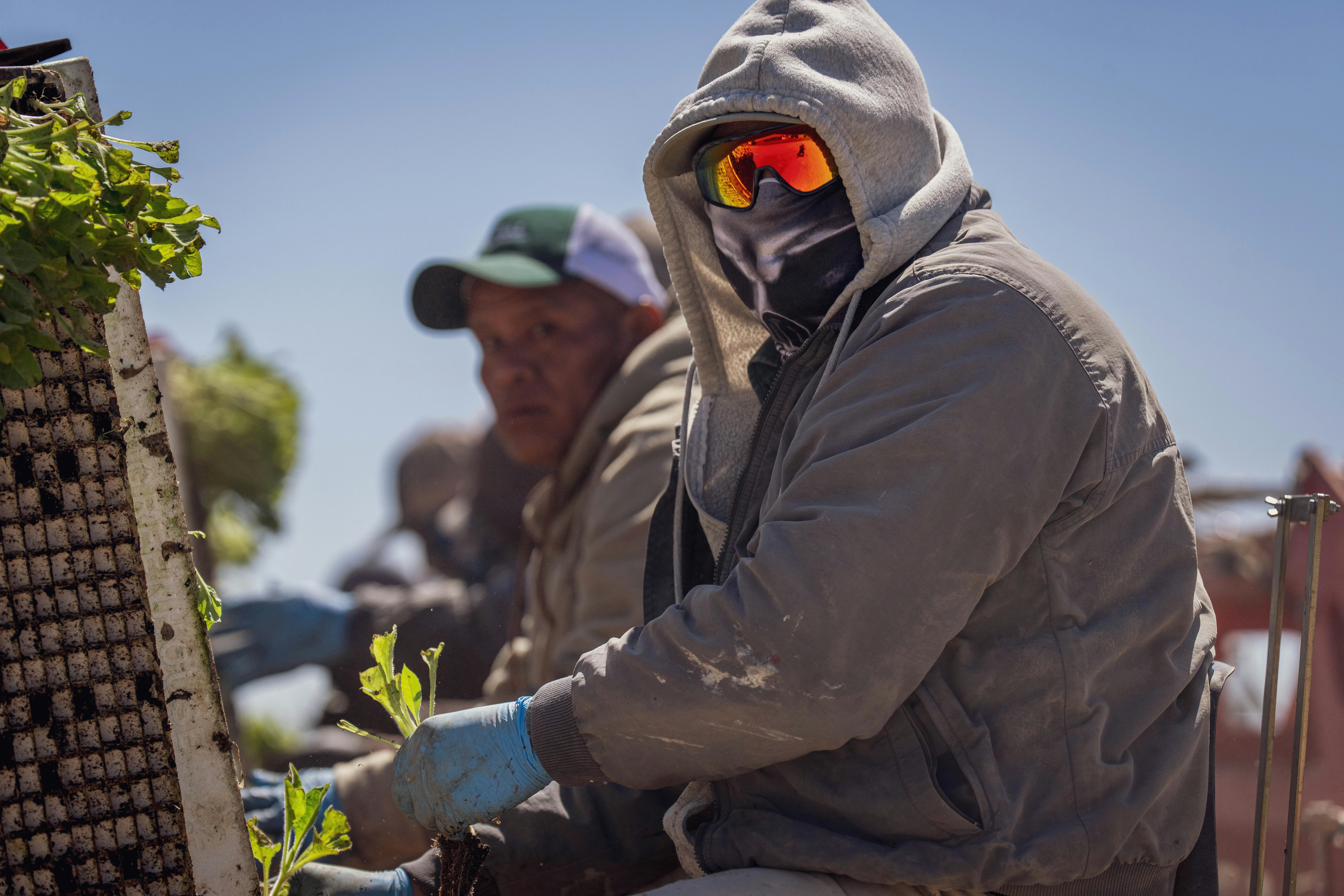 Riscos sistêmicos da inteligência artificial na agricultura: análise integrada para proteção de plantas