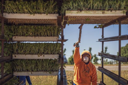Free A farm worker arranges seedling trays outdoors under a sunny sky. Stock Photo