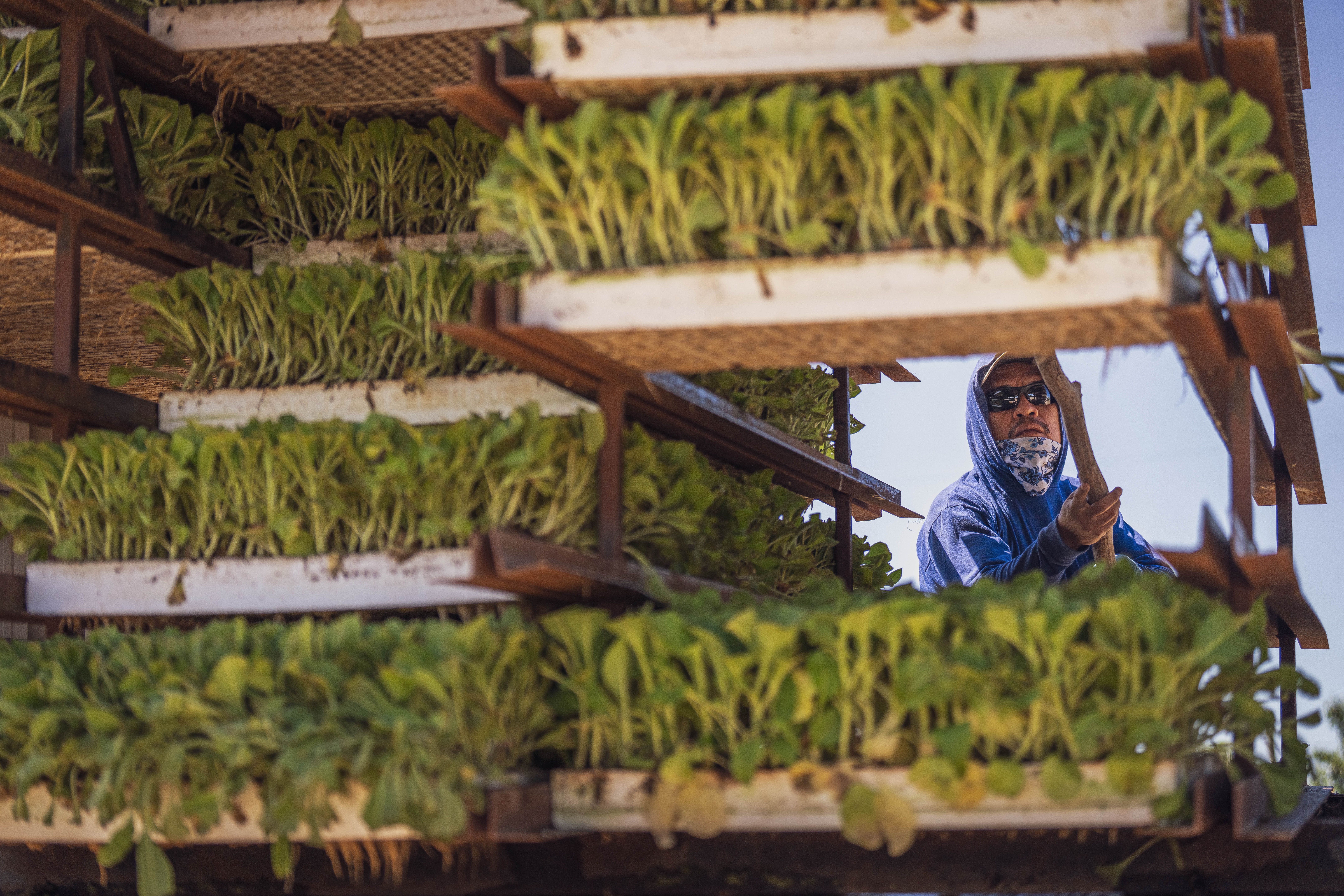 A farmer carefully tending to a vertical hydroponic setup outdoors.