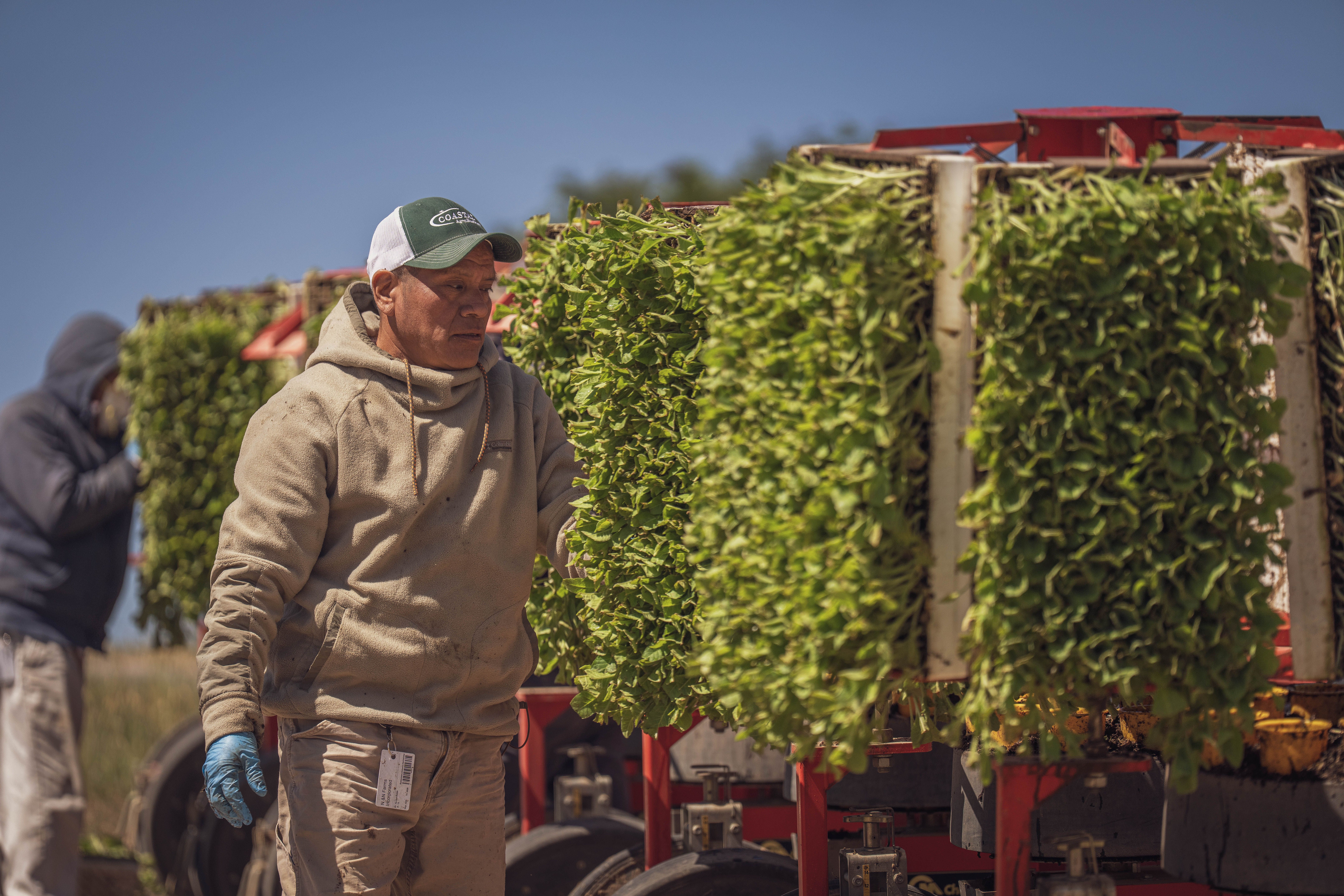 Vertical Agriculture Tech Firm Enters Bankruptcy as Energy Costs and Capital Scarcity Bite