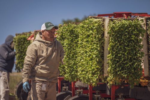 Free A farm worker operates machinery harvesting salad greens under clear blue skies. Agriculture in action. Stock Photo