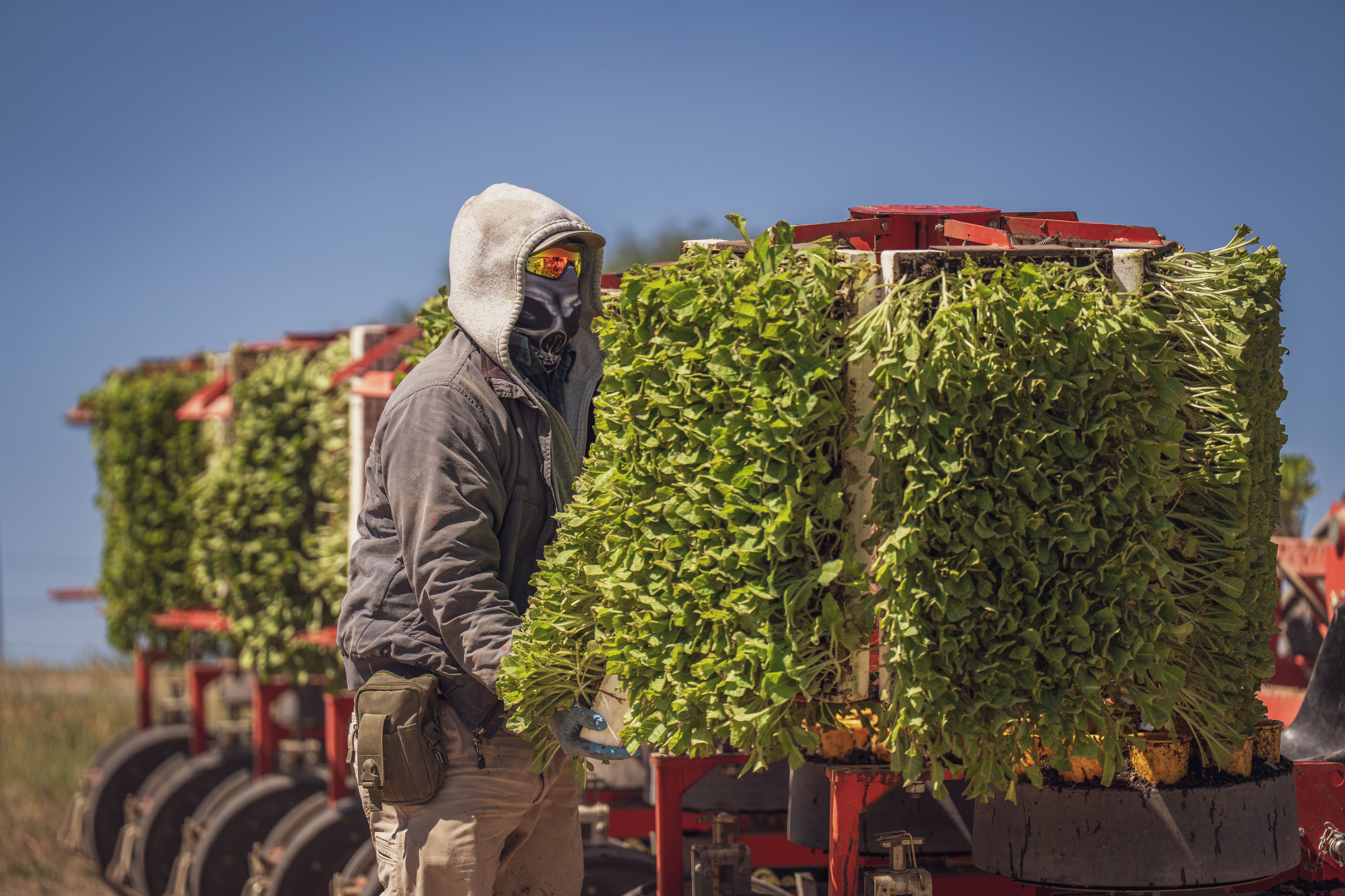 BC Extends Low-Wage TFW Cap Exception for Rural Employers, Won't Expand Program