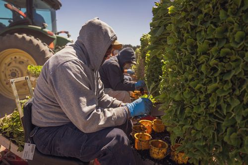 Free Farm workers with hoodies and gloves planting crops outdoors on a sunny day. Stock Photo