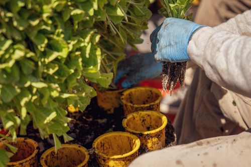 Free Gardener wearing blue gloves carefully transplanting seedlings into bright yellow pots. Stock Photo