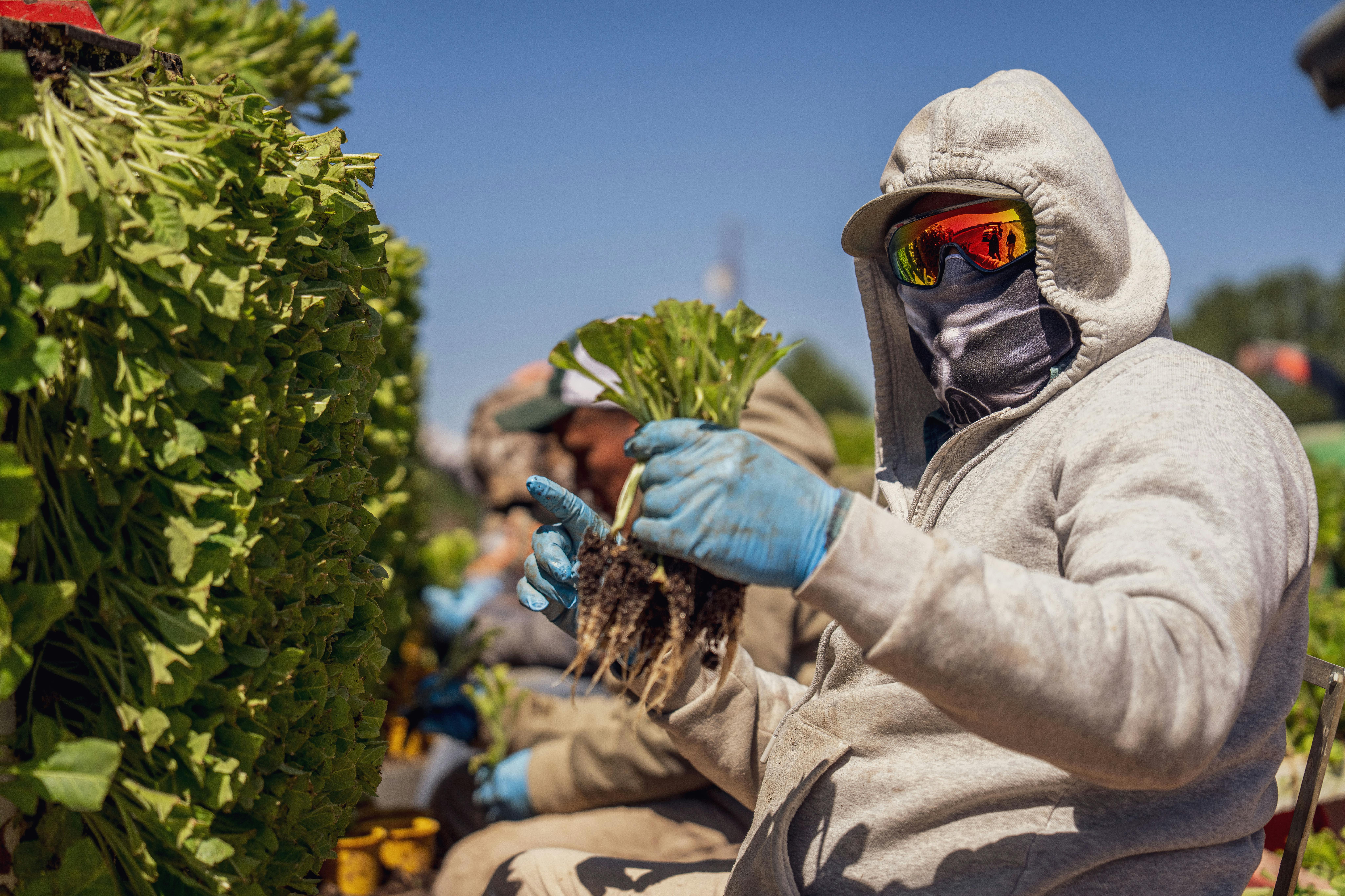 Healthy workers are ditching company insurance to save $1,000 a month — Photo by Mark Stebnicki on Pexels