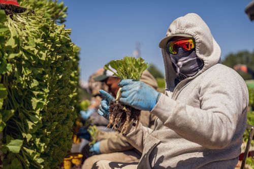 Free Farm workers harvesting fresh lettuce during a sunny day, dressed in protective clothing. Stock Photo