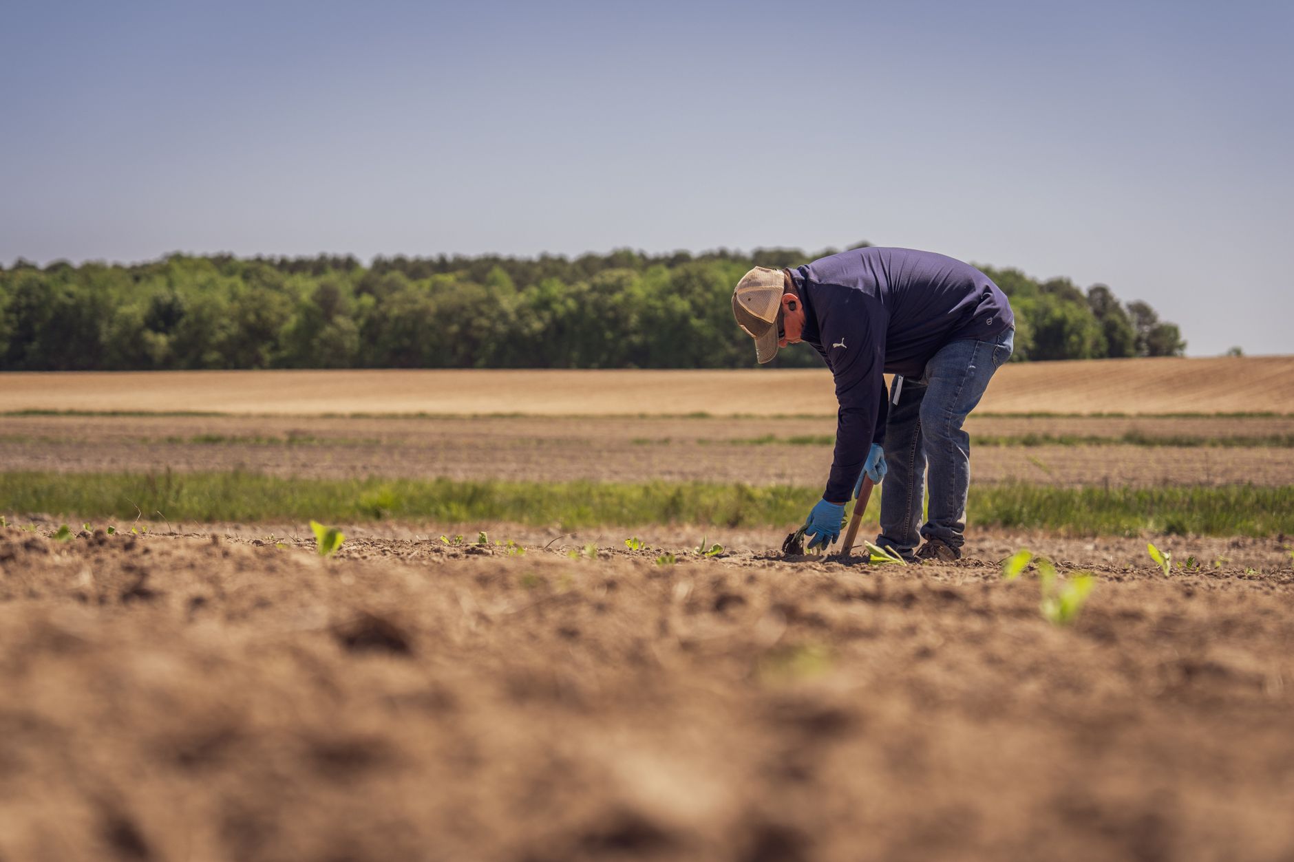 Why England's 2027 dinner plates will have fewer potatoes