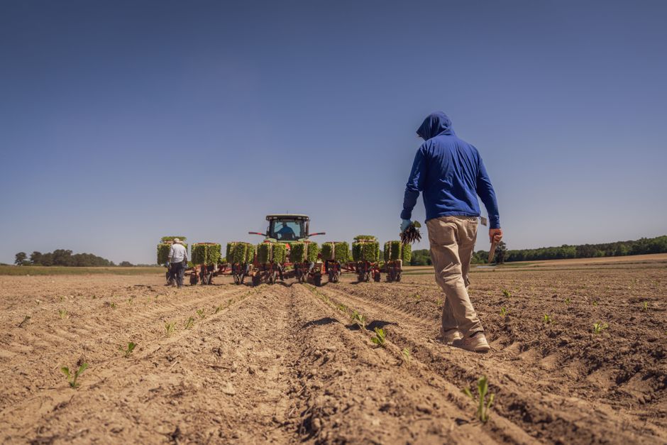 Farmers work with a tractor to prepare soil for planting in a sunny field, illustrating modern agriculture.
