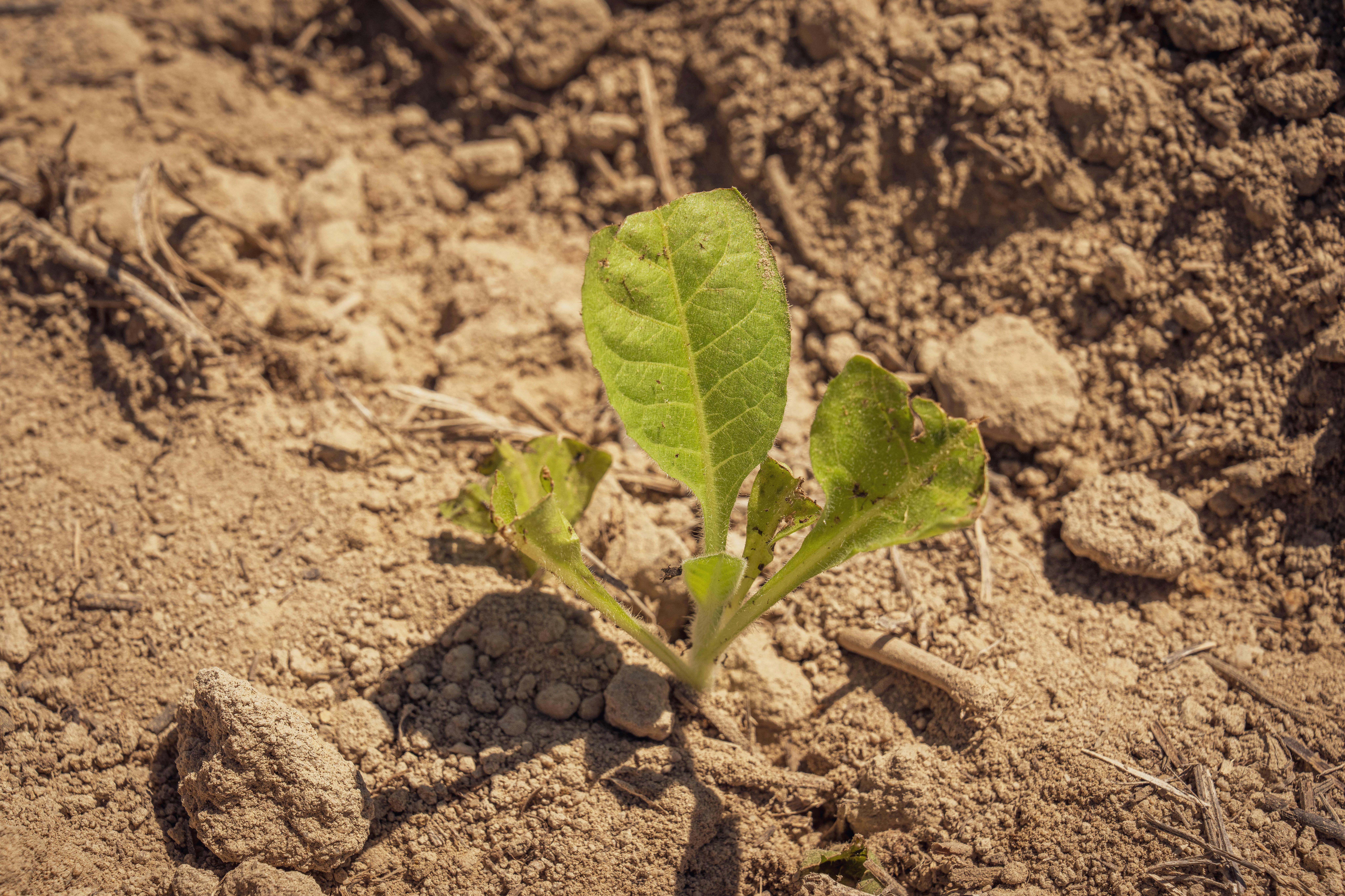 Microbial strategies for drought stress mitigation- a sustainable frontier in plant resilience — Photo by Mark Stebnicki on P