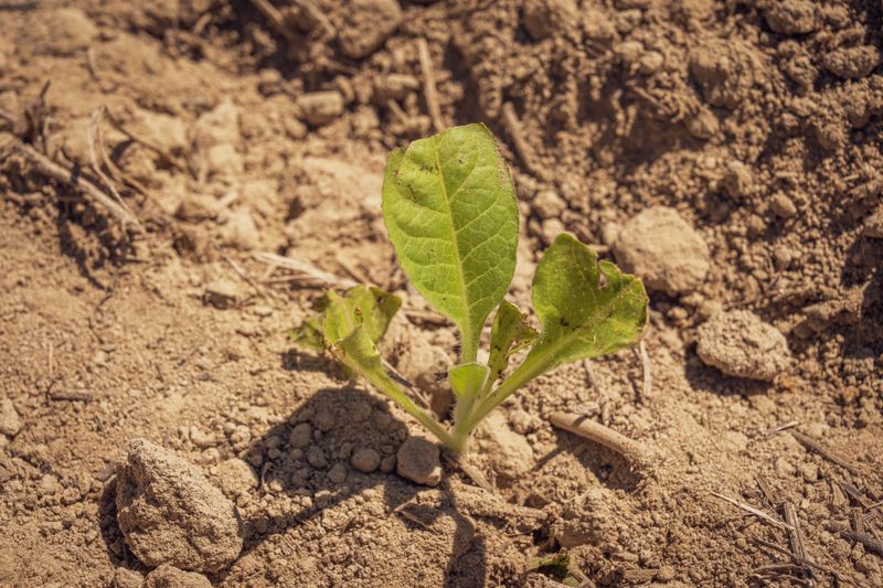 Climate-resilient memorial trees for natural burial sites