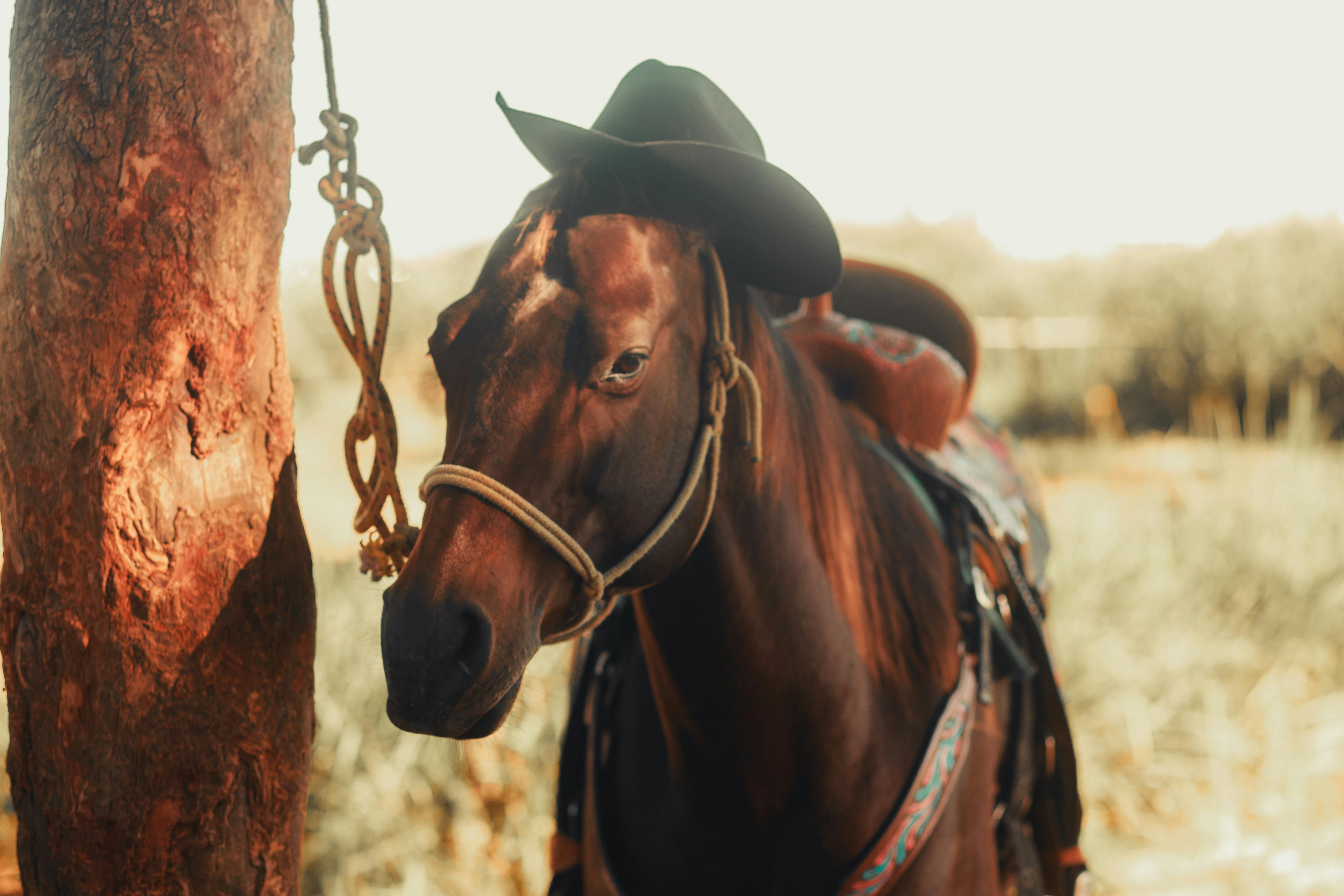 UF adds Western canon-focused courses to general education — Photo by Breno Cardoso on Pexels