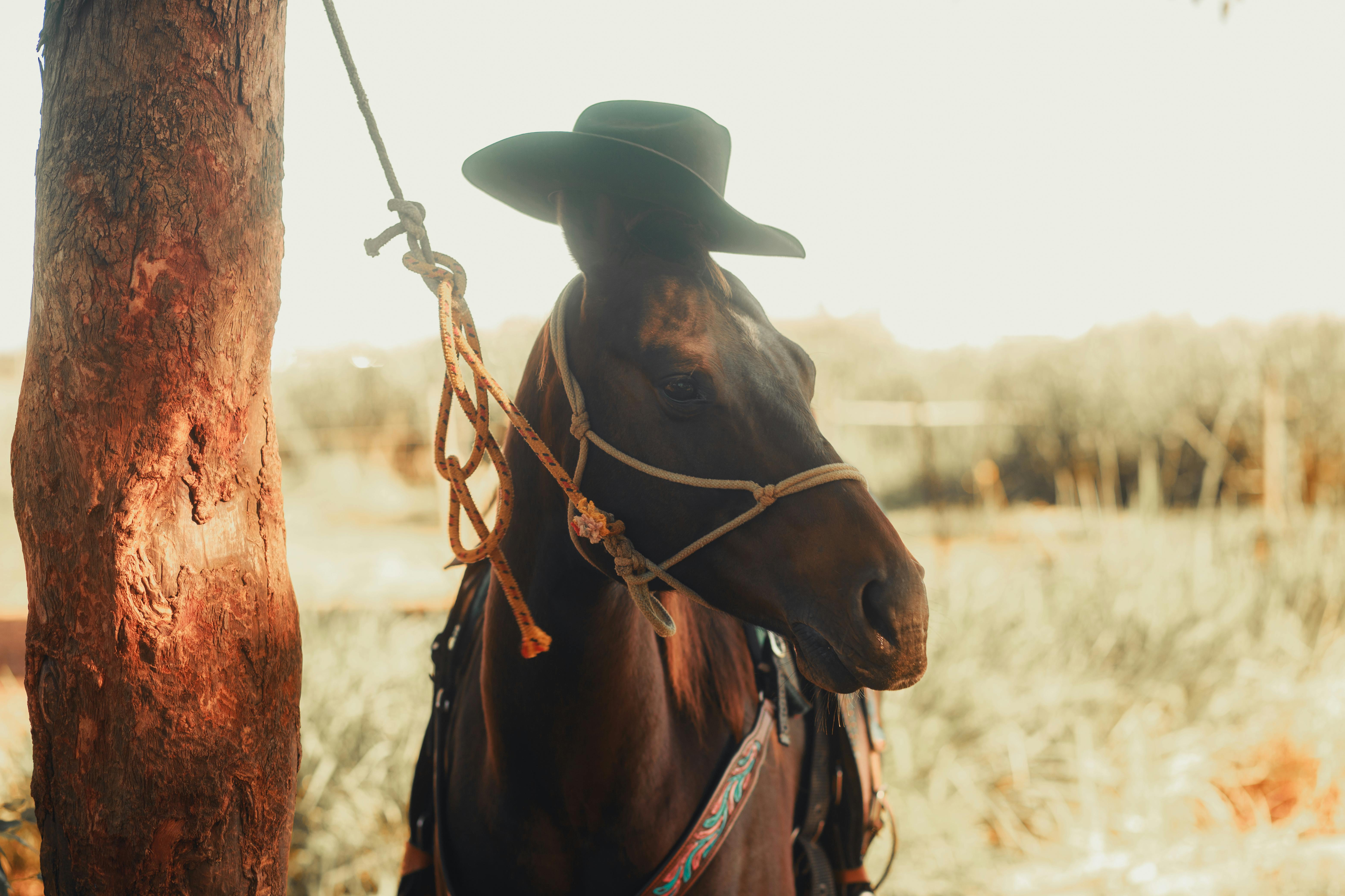 Elegant brown horse wearing a cowboy hat tied to a tree, evoking a rustic and pastoral vibe.