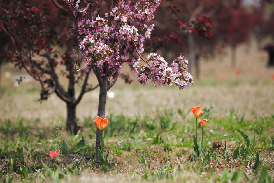 Cherry blossoms in a Moldovan orchard during a pleasant spring day