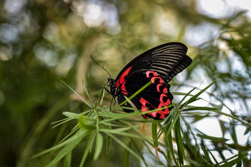 Free Close-up of a striking red and black butterfly perched on green foliage against a blurred background. Stock Photo