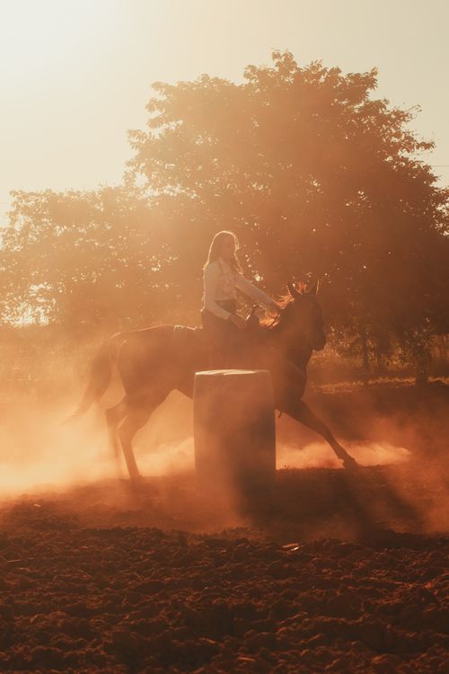 Free A lone rider gracefully maneuvers a horse through dusty trails at sunset, amidst tall trees. Stock Photo