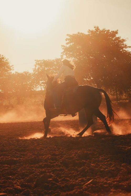 Free Silhouette of a person riding a horse through a dusty arena at sunset. Stock Photo