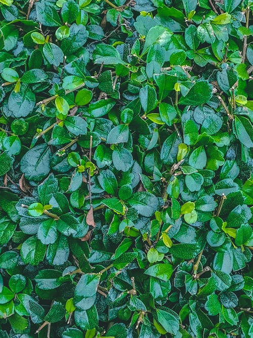 Free stock photo of green, leaves, nature