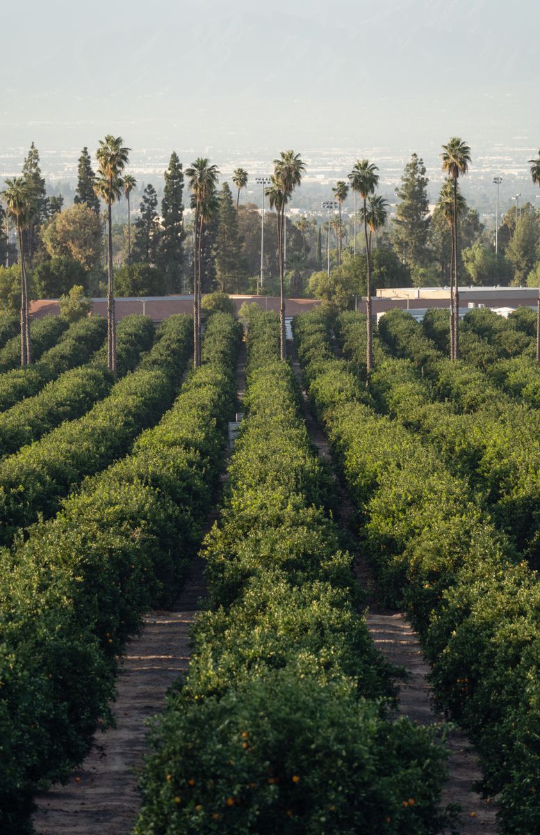Aerial view of citrus orchard blocks in the Sargodha belt