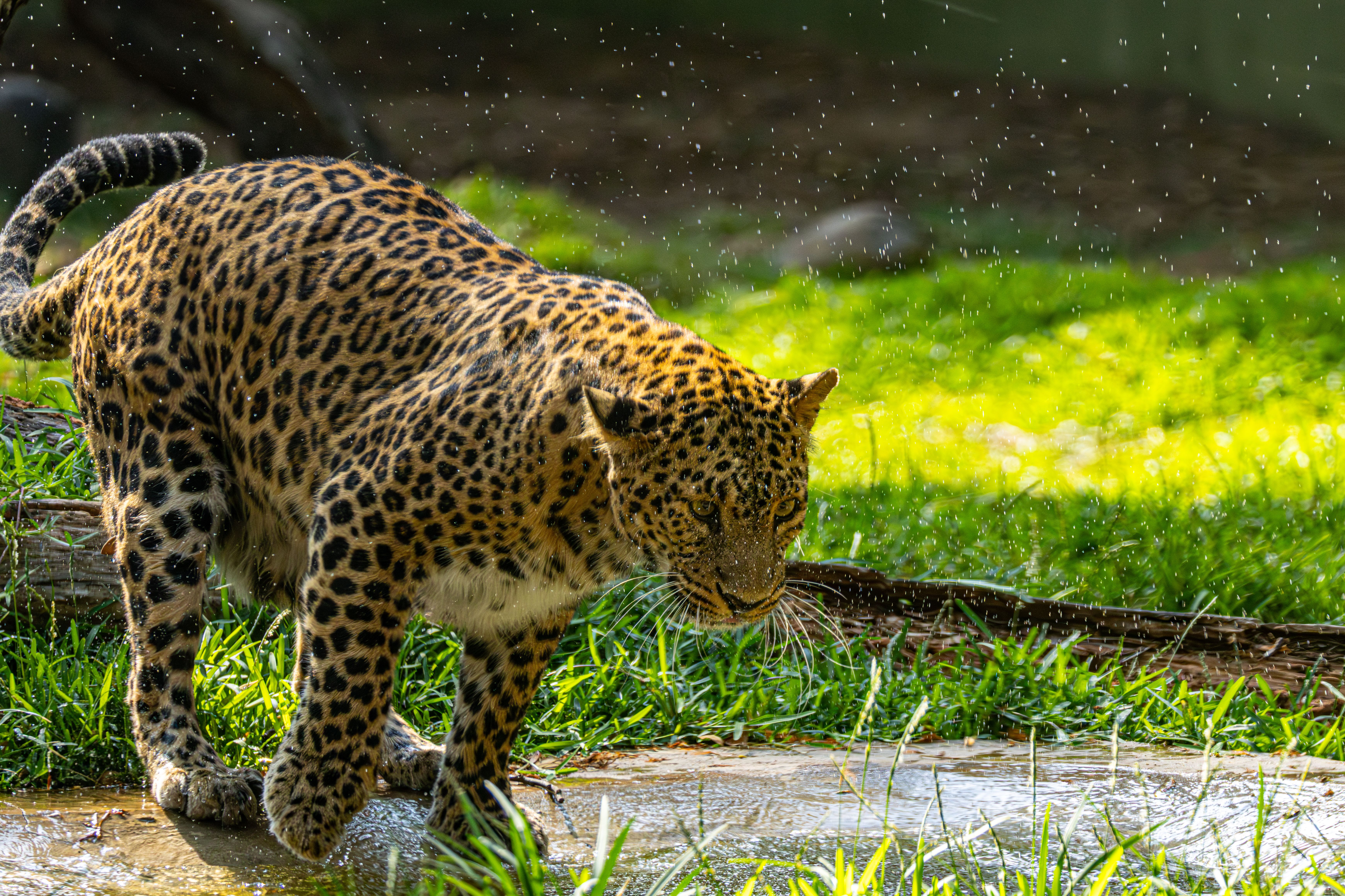 Leopard in Rain at Watering Hole · Free Stock Photo