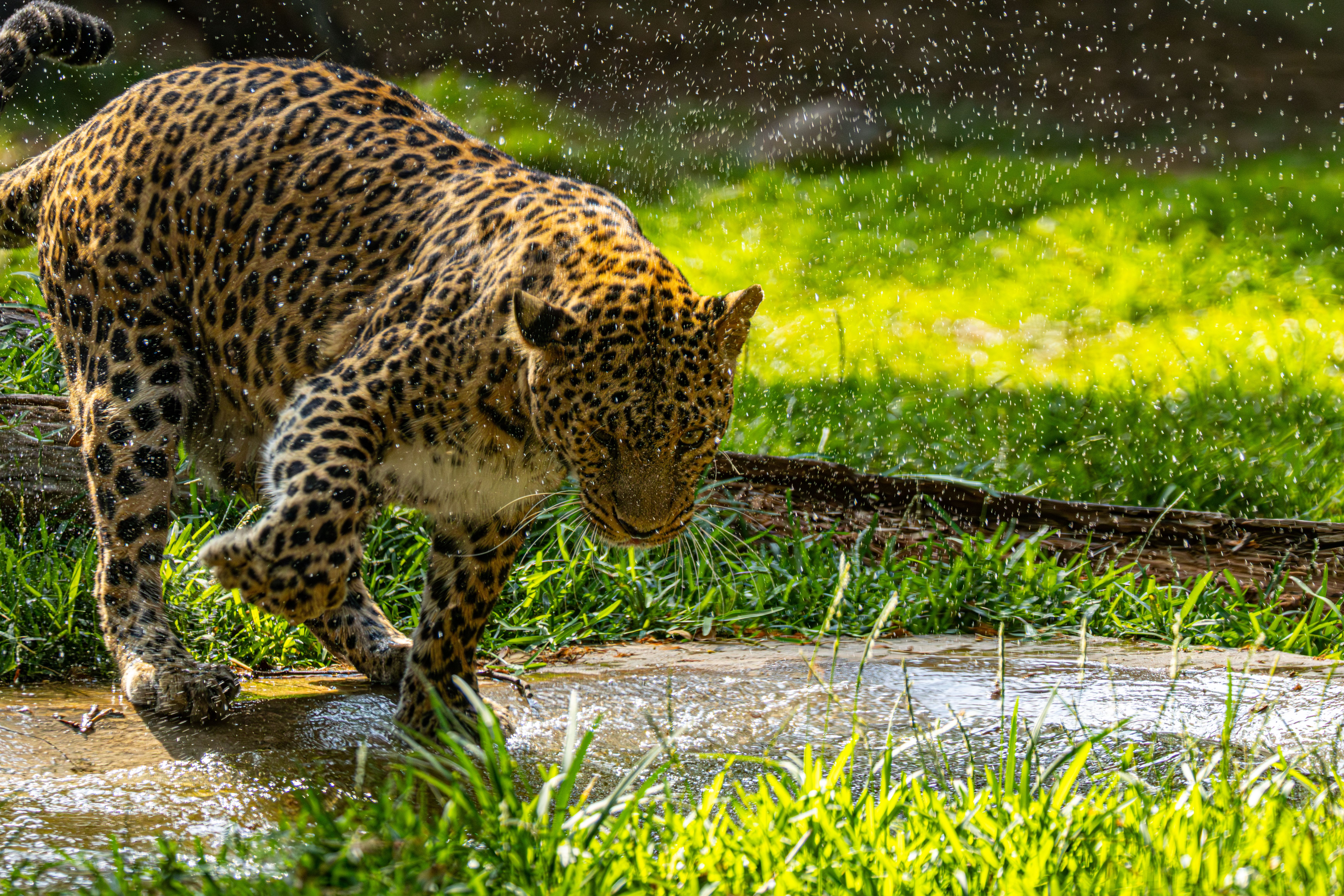 A leopard in motion splashes through water, surrounded by vibrant green grass in a natural setting.