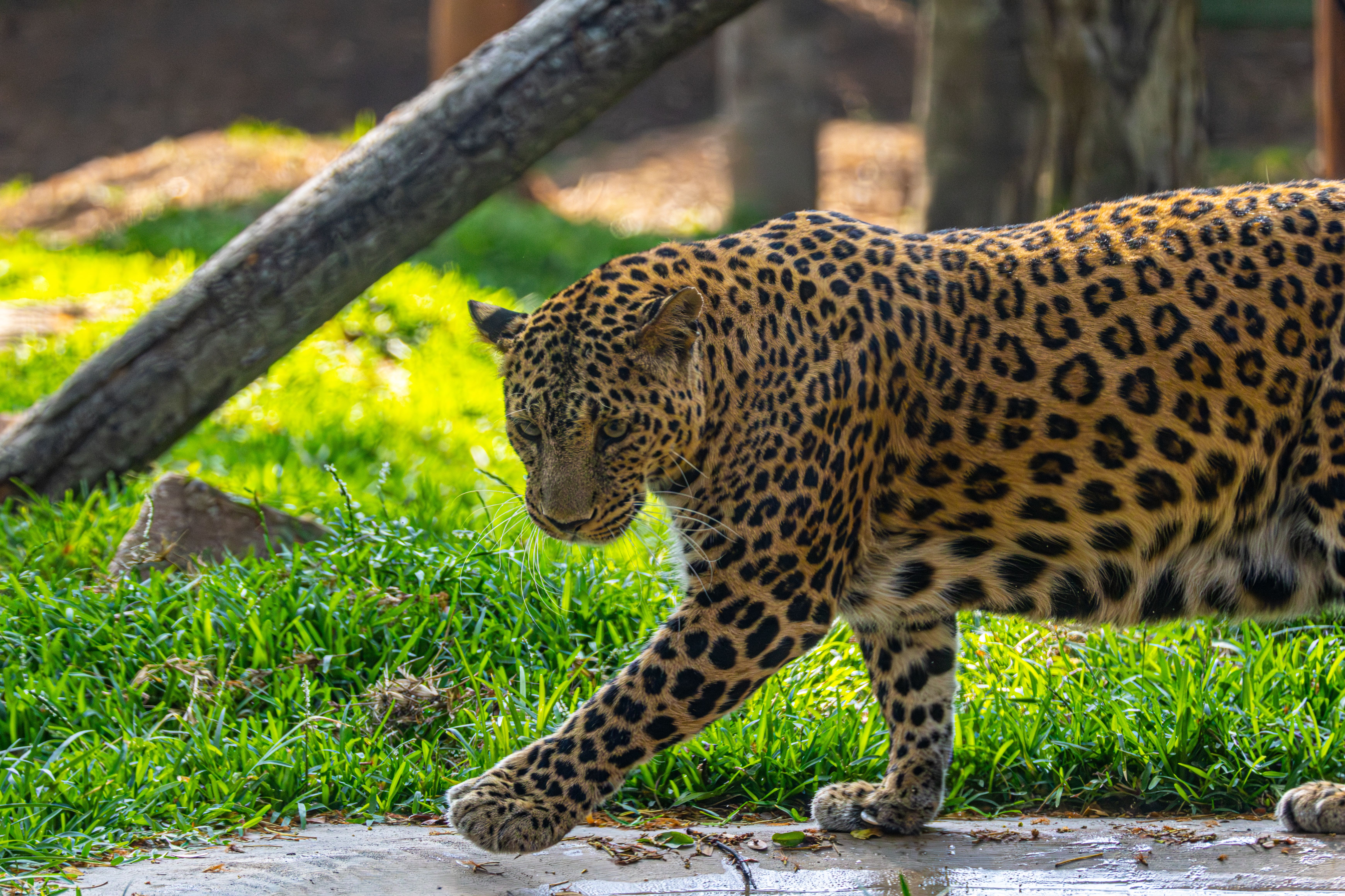 Close-up of Leopard Walking in Lush Habitat · Free Stock Photo