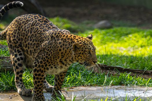 Close-up of a leopard prowling in a lush green environment, showcasing its spotted coat and focused demeanor.